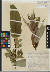 Foto von Salix lasiandra Benth.